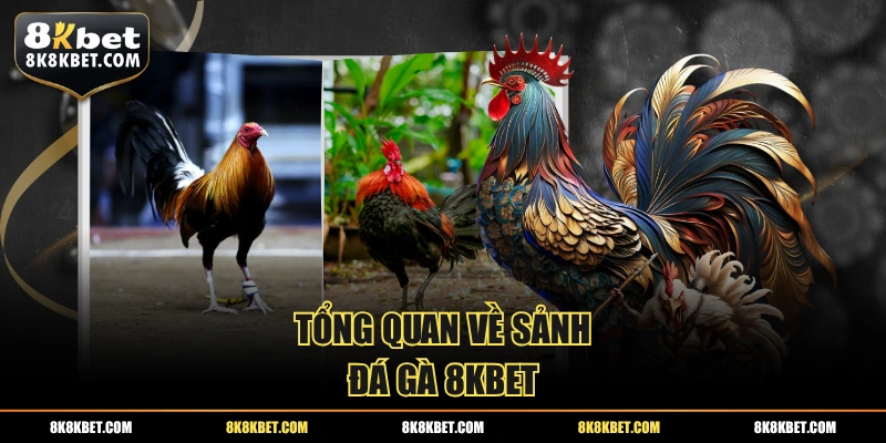 Tổng quan về sảnh đá gà 8KBET